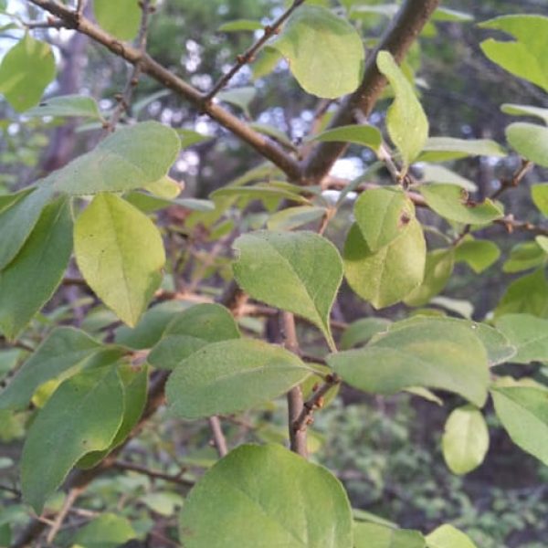 1488915659Elbow-Bush-Forestiera-pubescens-detail-leaf.jpg