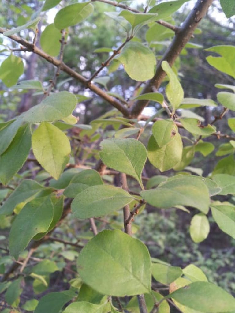 1488915659Elbow-Bush-Forestiera-pubescens-detail-leaf.jpg