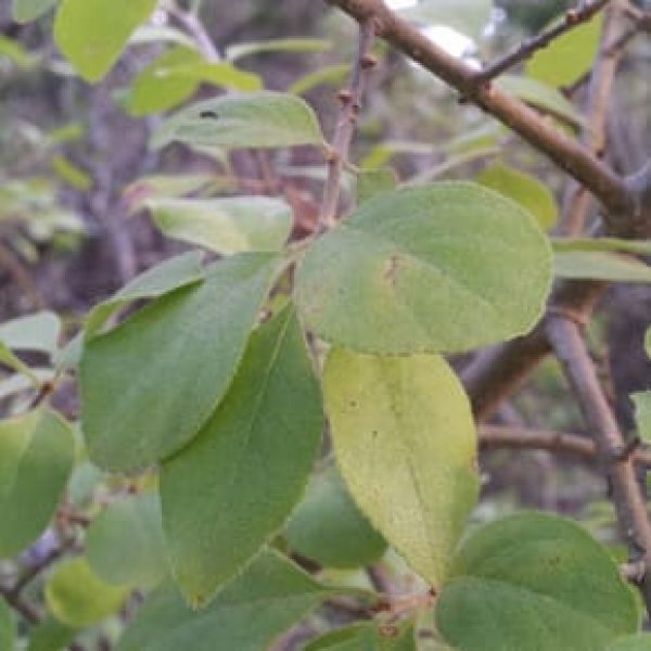 1488915676Elbow-Bush-Forestiera-pubescens-detail-leaf2-290x290.jpg