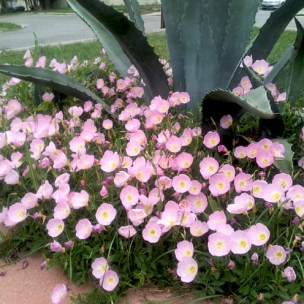 1488916859Mexican-Evening-Primrose-Oenethera-speciosa-form.jpg