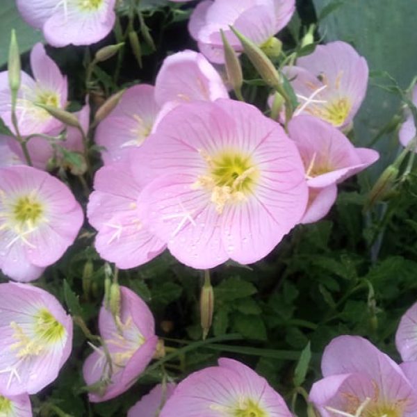 1488916862Mexican-Primrose-Oenethera-speciosa-detail.jpg