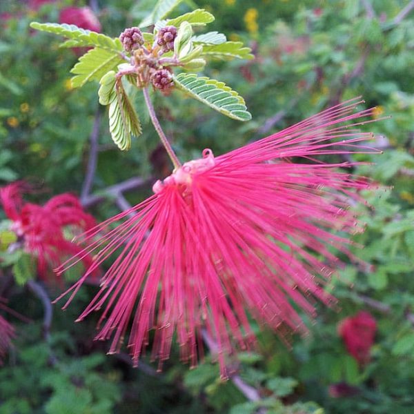 1488917009calliandra-x-flower.jpg