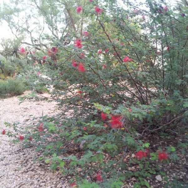 1488917012Fairy-Duster-Calliandra-eriophylla-form.jpg