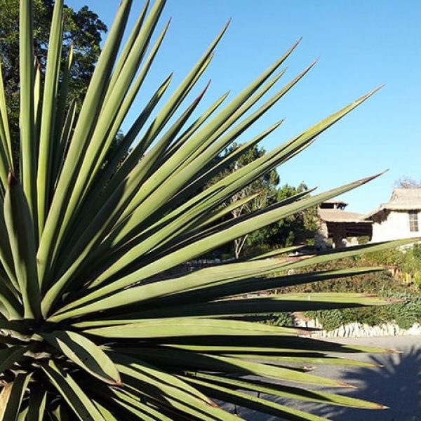 1488917384yucca-spanish-dagger-yucca-treculeana-detail.jpg