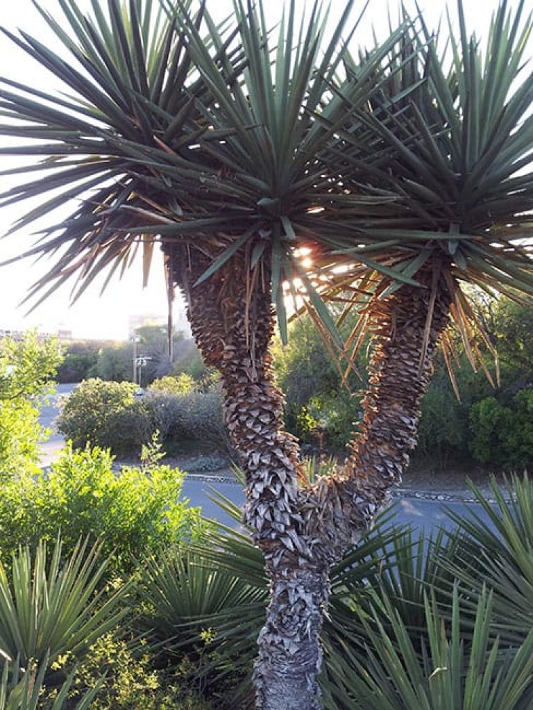 1488917391yucca-spanish-dagger-yucca-treculeana-20131216-form.jpg