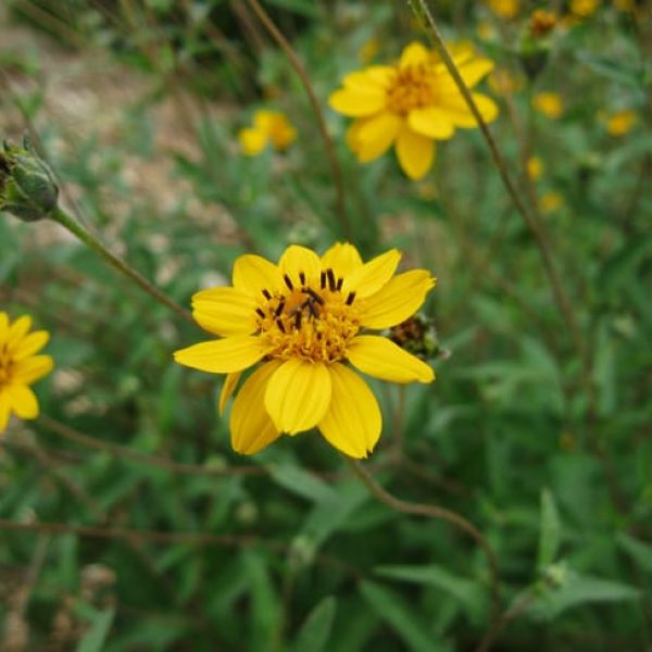 1488922019wedelia-texana-detail.jpg