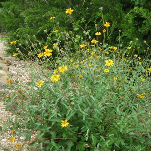 1488922024wedelia-texana-form.jpg