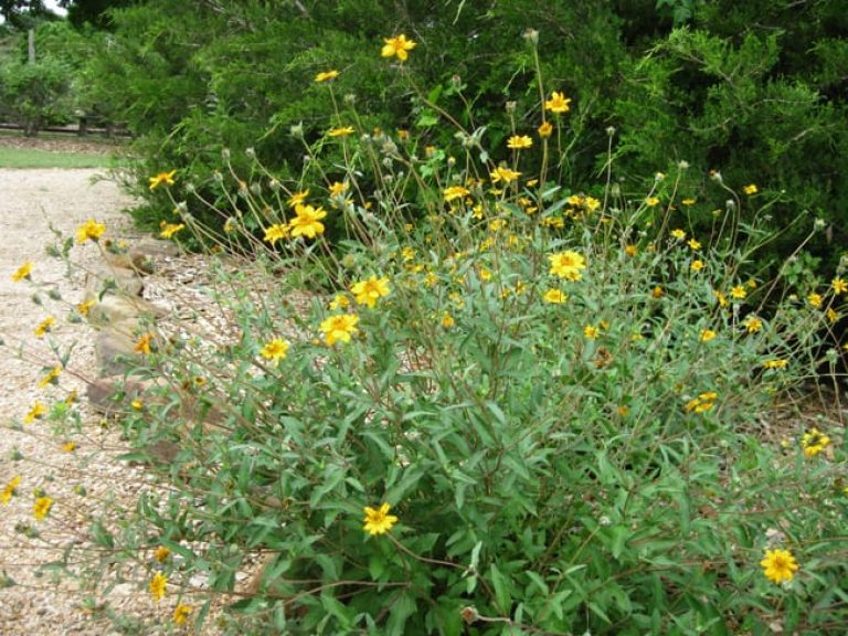 1488922024wedelia-texana-form.jpg