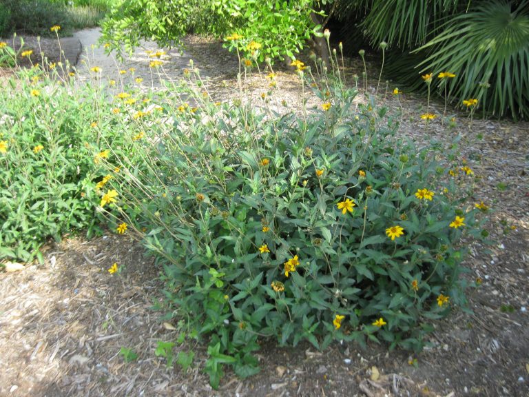 1488922212devils-river-zexmenia.JPG