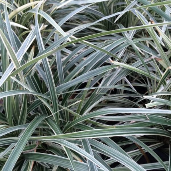 1488923319Aztec-Grass-Liriope-muscari-detail.jpg