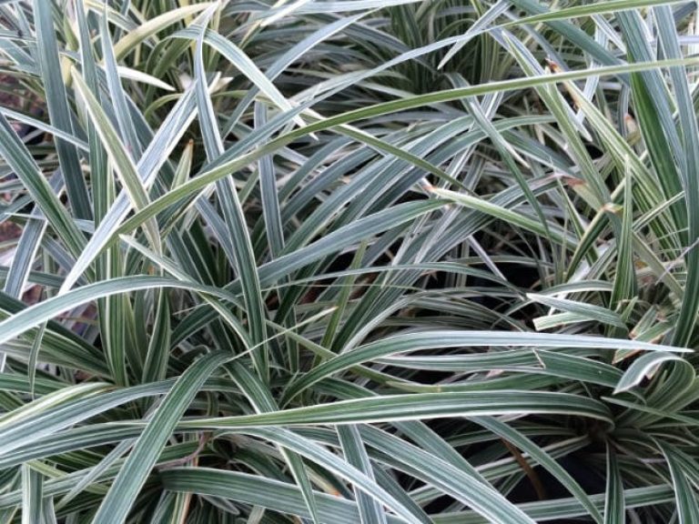 1488923319Aztec-Grass-Liriope-muscari-detail.jpg