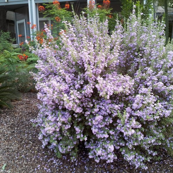 1488924826Cenizo-Leucophyllum-frutescens-form-green-flowering-Mahncke.jpg