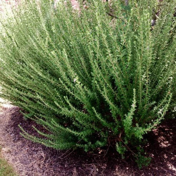 1488924852Cenizo-Leucophyllum-frutescens-form-green-cloud-four-months-after-renewal-pruning.jpg