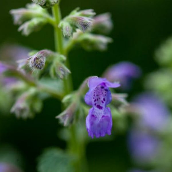 1488925733Catnip-Nepeta-cataria-detail-flowering.jpg