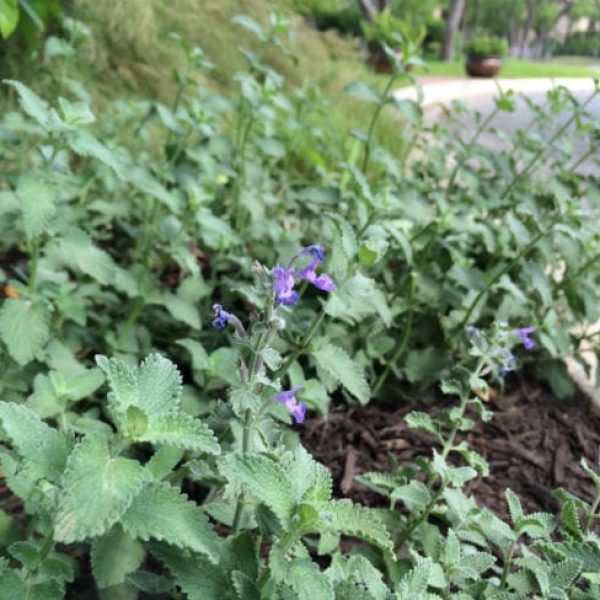 1488925737Catmint-Nepeta-cataria-form-Inverness-4-2016-bmw.jpg