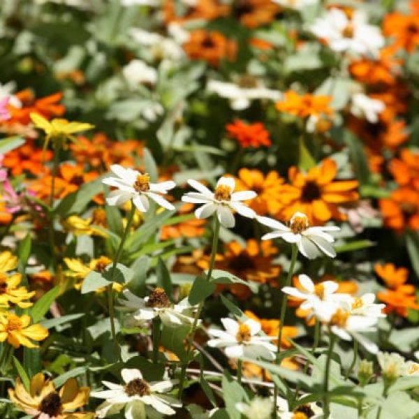 1488926202Zinnia-profusion-Zinnia-angustifolia-detail-Riverwalk-Brad-Wier-6-2016.jpg