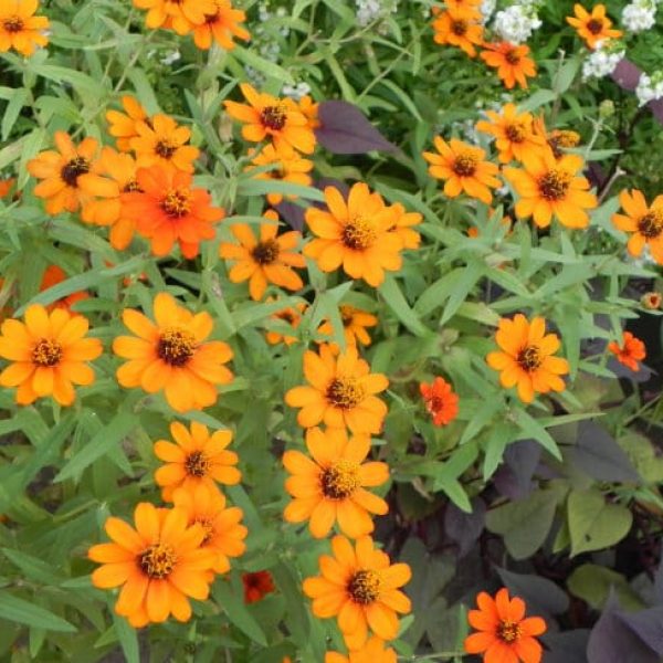 1488926210Zinnia-Profusion-Zinnia-x-detail.jpg