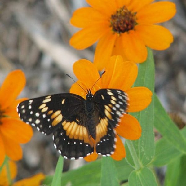 1488926212zinnia-profusion-zinnia-angustifolia-detail.jpg