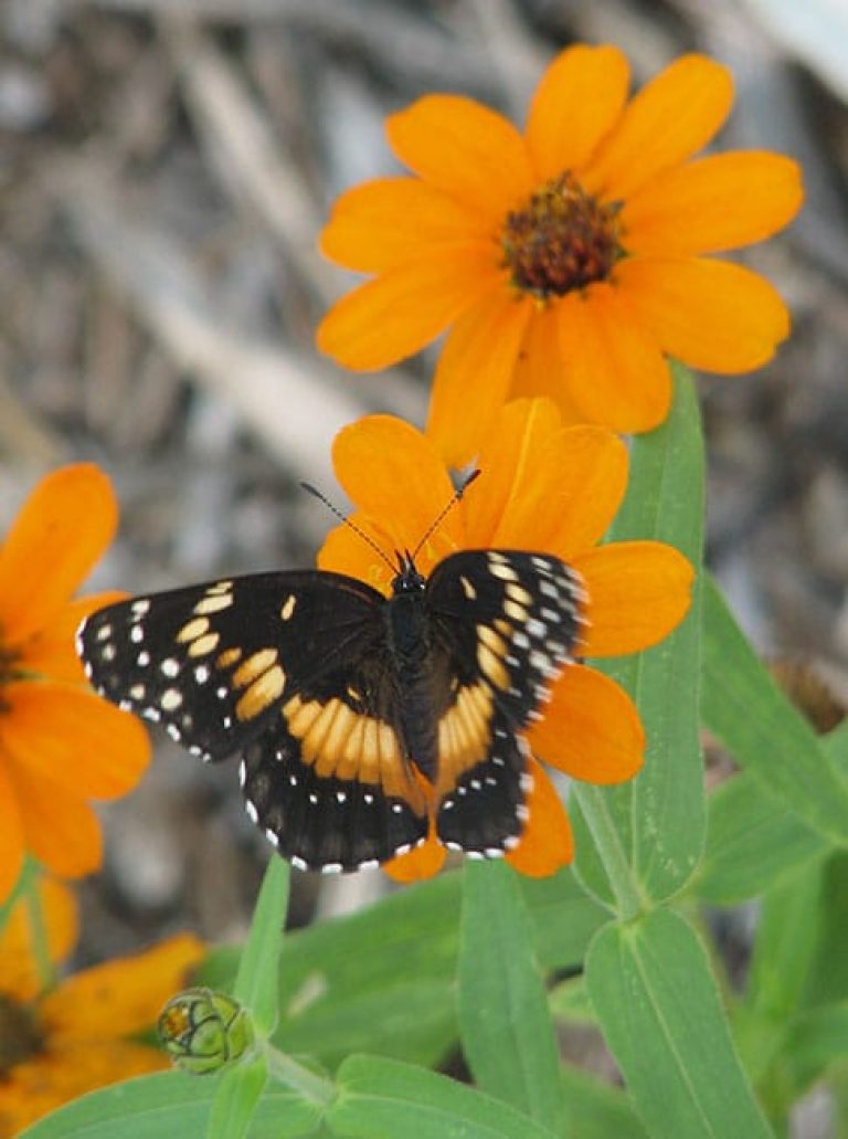 1488926212zinnia-profusion-zinnia-angustifolia-detail.jpg