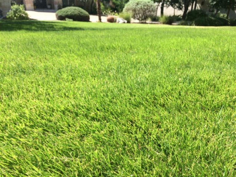 1488926420Zoysia-Zoysia-sp-form-irrigated-Stone-Oak-7-2015.jpg