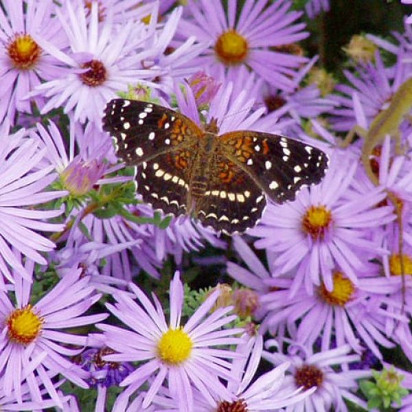 1488975061Fall-Aster-Symphiotrocum-oblongifolium-detail-and-Texan-Crescentspot.jpg