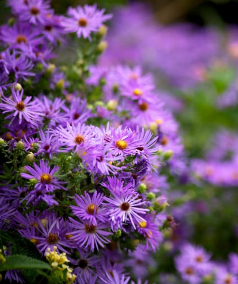 aster
