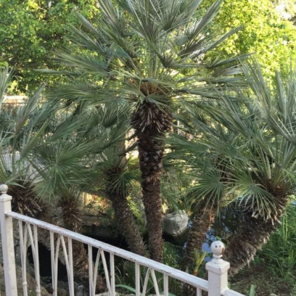 1488975499Mediterranean-Fan-Palm-Chamaerops-humilis-form2.jpg