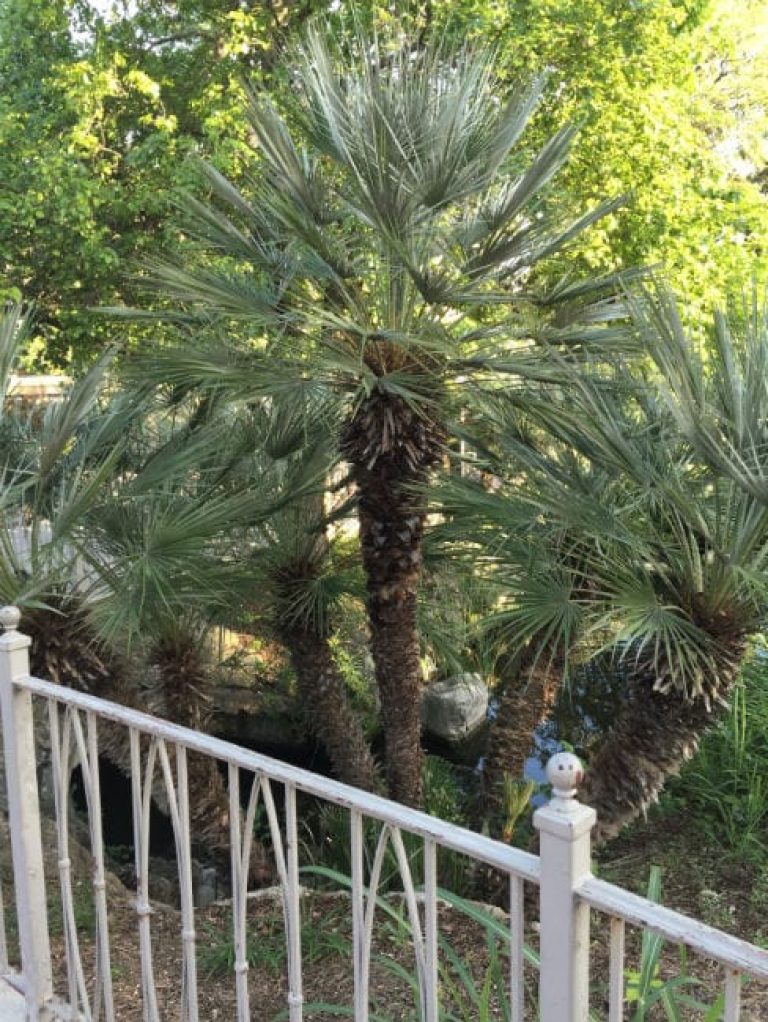 1488975499Mediterranean-Fan-Palm-Chamaerops-humilis-form2.jpg