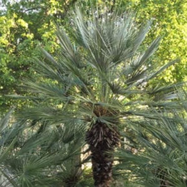 1488975503Mediterranean-Fan-Palm-Chamaerops-humilis-form2-290x290.jpg