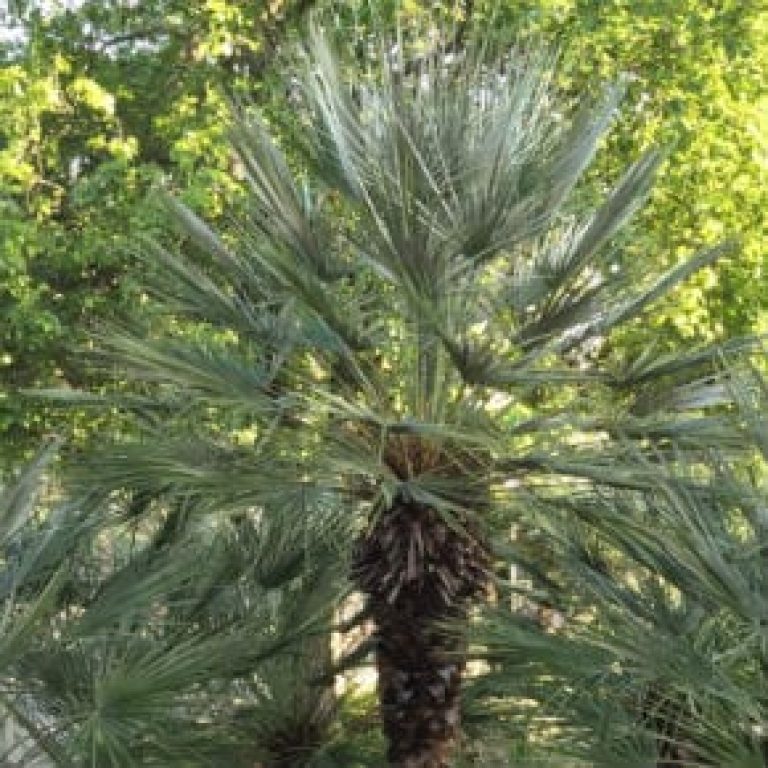 1488975503Mediterranean-Fan-Palm-Chamaerops-humilis-form2-290x290.jpg