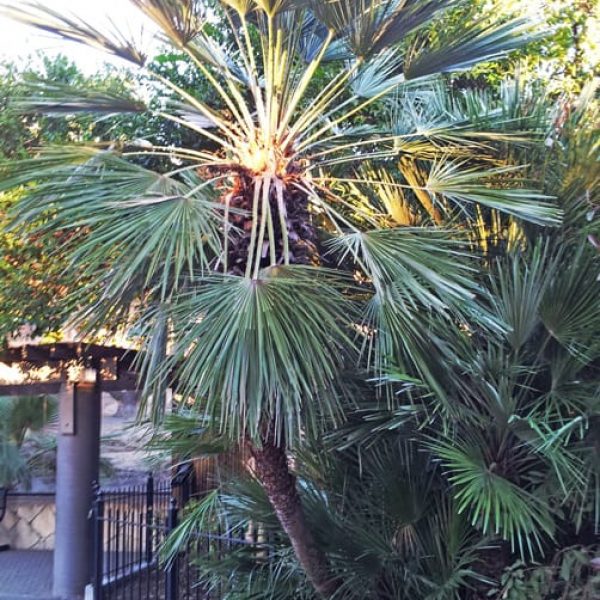 1488975513palm-fan-mediterranean-chamaerops-humilis-form.jpg