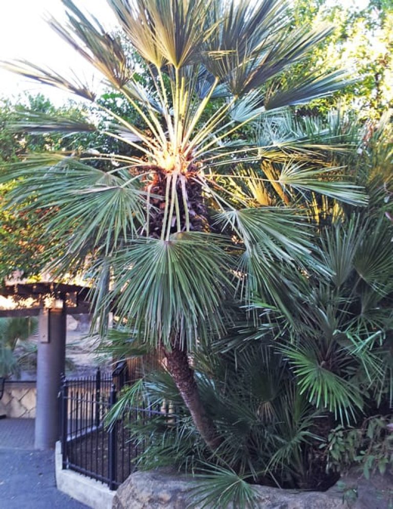 1488975513palm-fan-mediterranean-chamaerops-humilis-form.jpg