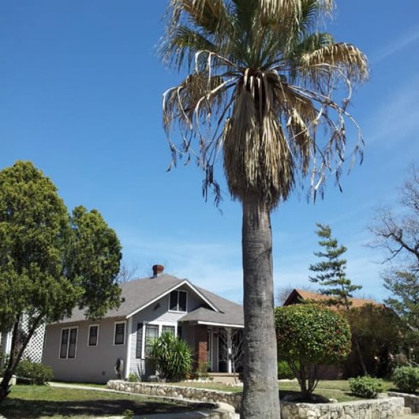 1488979904Fan-palm-California-Washingtonia-filifera-form-woodlake.jpg