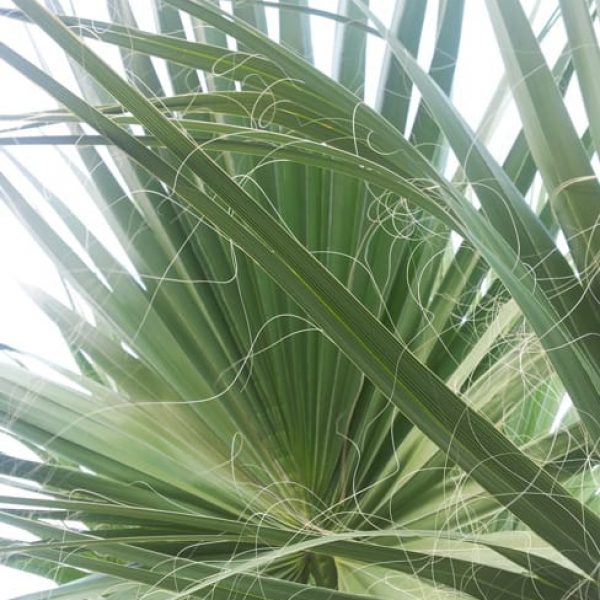 1488979911Palm-Desert-Fan-Washingtonia-filifera-leaf-detail20120920.jpg