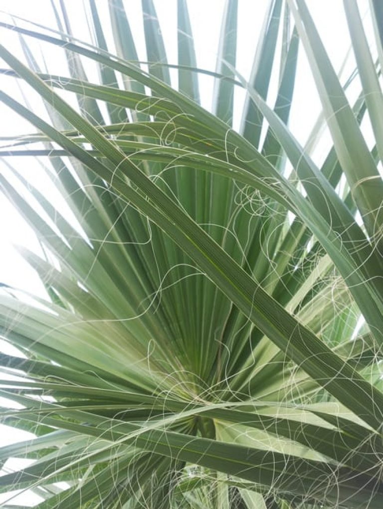 1488979911Palm-Desert-Fan-Washingtonia-filifera-leaf-detail20120920.jpg