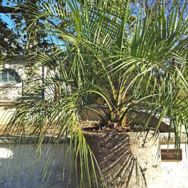 1488979965Jelly-Palm-Butia-capitata-form-in-pot.jpg