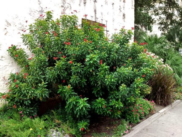 1488980112Spicy-Jatropha-Jatropha-integerrima-form.jpg