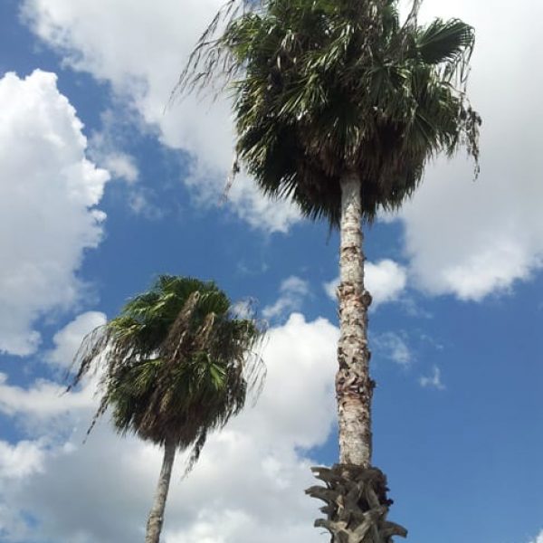 1488980146Palm-Mexican-desert-Fan-Washingtonia-robusta-form.jpg