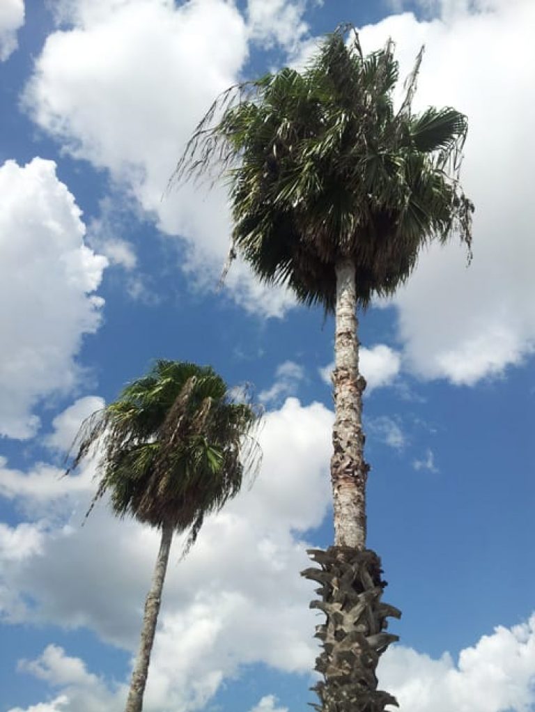 1488980146Palm-Mexican-desert-Fan-Washingtonia-robusta-form.jpg