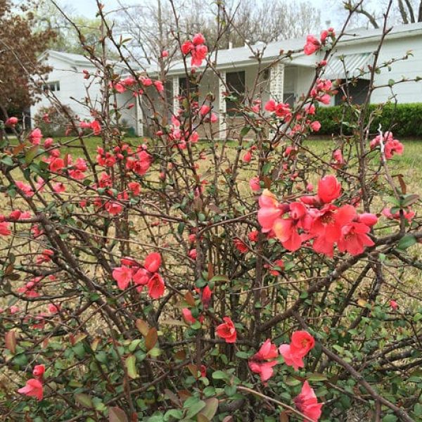 1488980238Flowering-Quince-Chaenomeles-japonica-form4.jpg