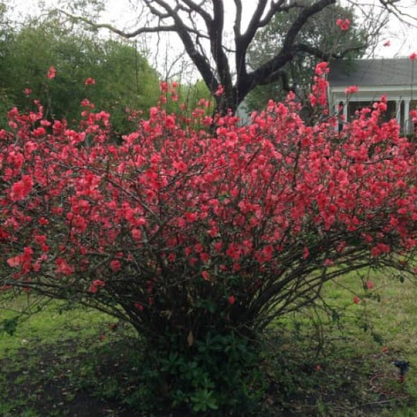 1488980245Flowering-Quince-Chaenomeles-japonica-form.jpg