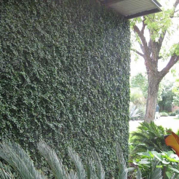 1488980324Fig-Ivy-Ficus-pumila.jpg
