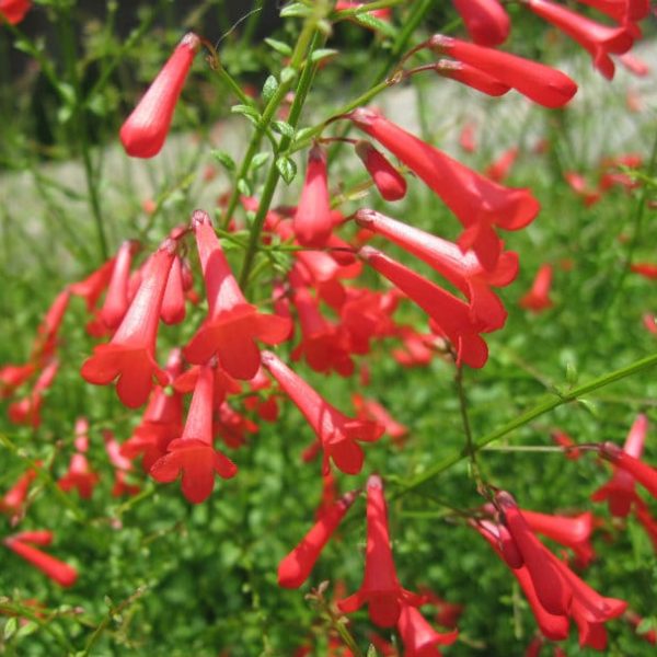 1488980626Firecracker-plant-Russelia-equisetiformis-flower-detail.jpg