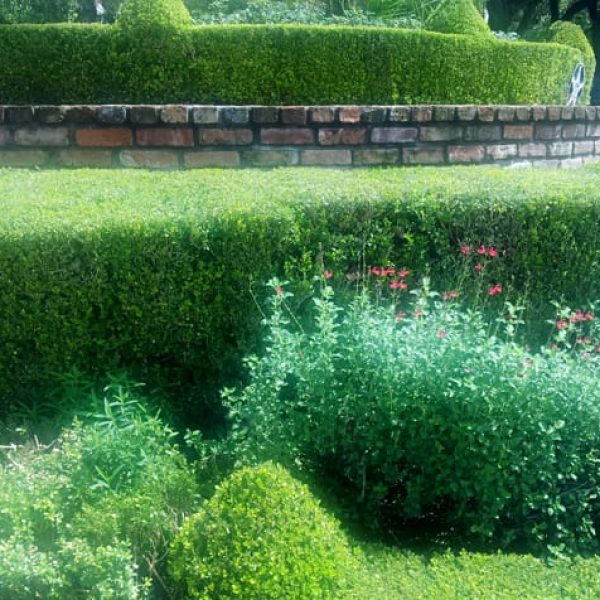1488981140Boxwood-Buxus-microphylla-form.jpg