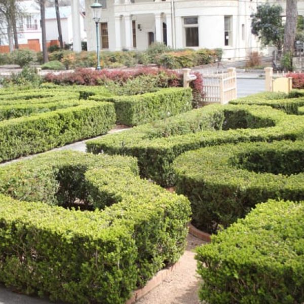 1488981164Boxwood-Buxus-spp-king-william-topiary-maze.jpg