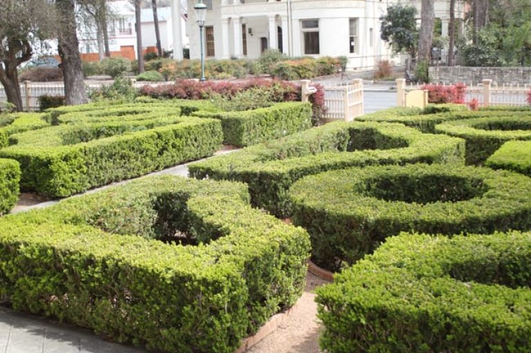 1488981164Boxwood-Buxus-spp-king-william-topiary-maze.jpg