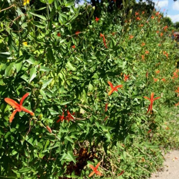 1488981259Hummingbird-bush-Anisacanthus-wrightii-form-Terrell-Heights-7-2015-bmw.jpg