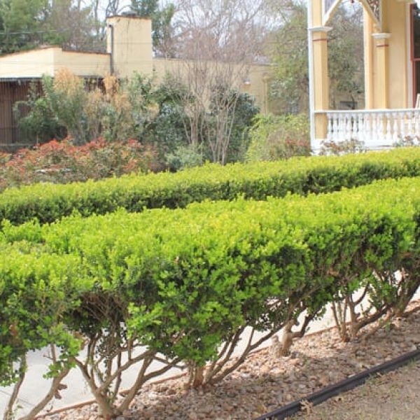 1488981293Boxwood-Buxus-spp-king-william.jpg