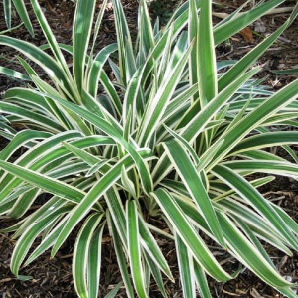 1488986562Flax-Lily-Dianella-tasmanica-form.jpg