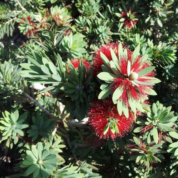 1488986787bottlebrush-dwarf-callistemon-citrina-detail.jpg